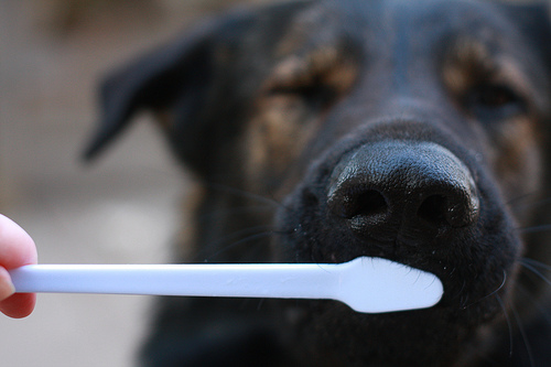 can you use baking soda and water to brush your dogs teeth