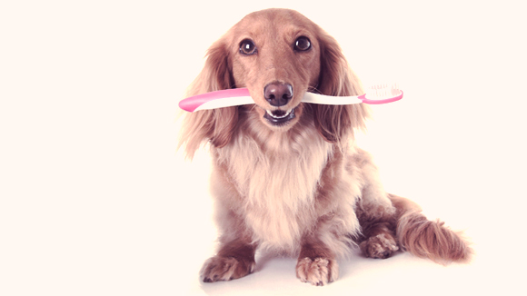 can you use baking soda and water to brush your dogs teeth