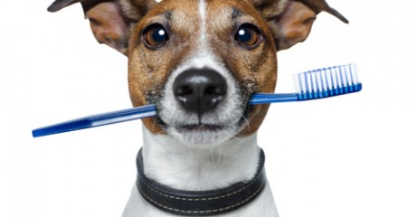 can you use baking soda and water to brush your dogs teeth