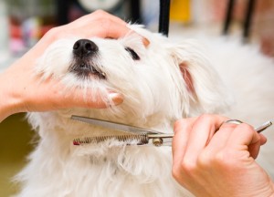 Dunwoody Pet Grooming