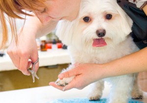 Roswell Pet Grooming