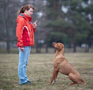 Obedience Training 