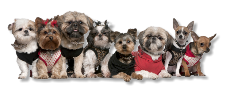 About Suwannee Pet Grooming About Suwannee Pet Grooming