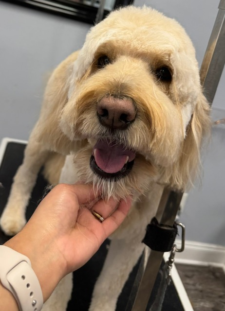 Pet Grooming Services
