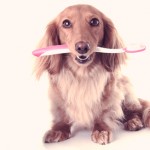 dog with toothbrush