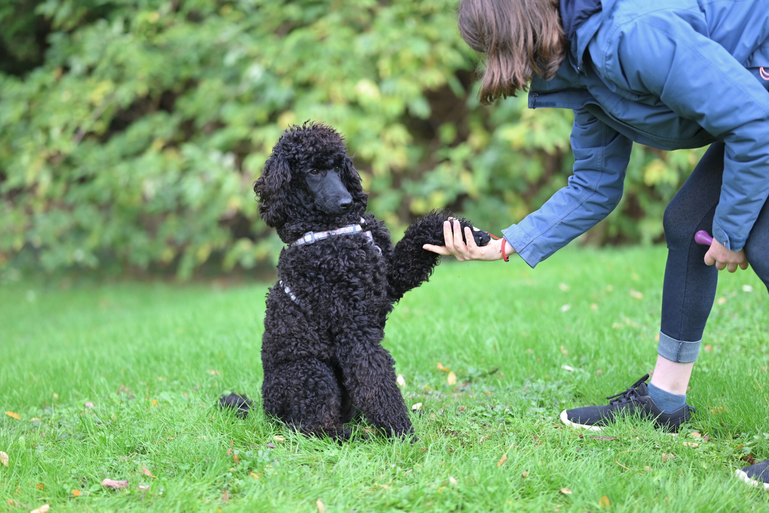 Common Tools used in Obedience Training
