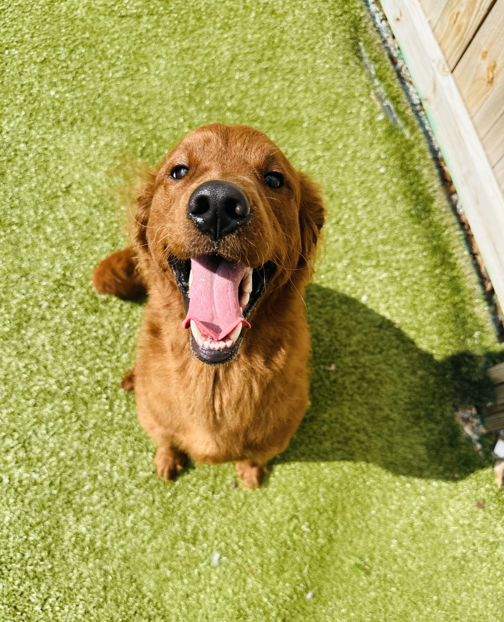 How Often Should You Groom Your Dog? A Coat-by-Coat Guide
