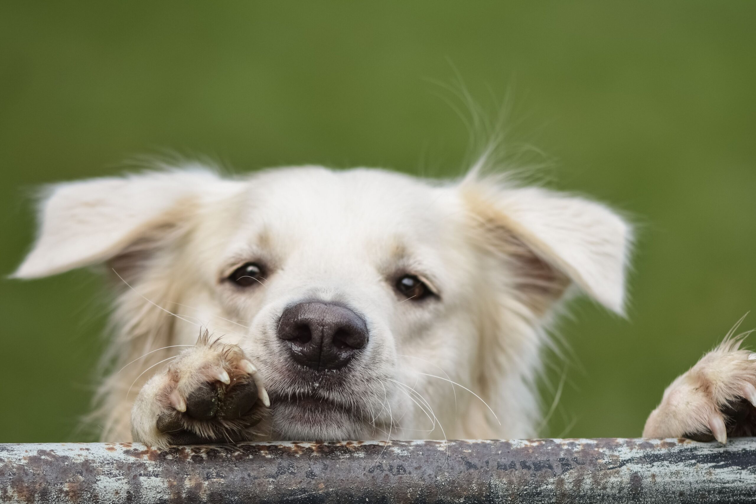 Dog at The PawPlex