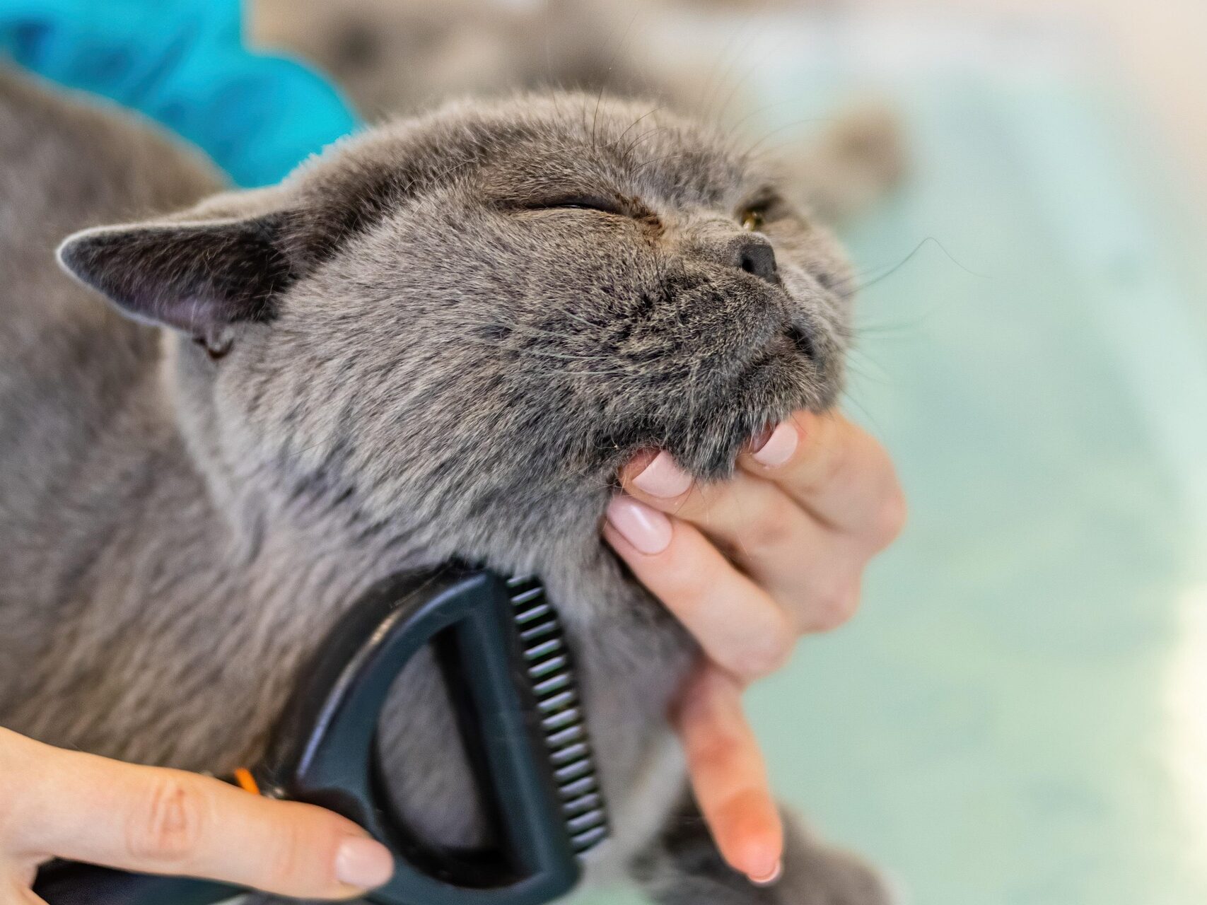 Cat being brushed during a grooming visit at The PawPlex in Suwanee, Georgia