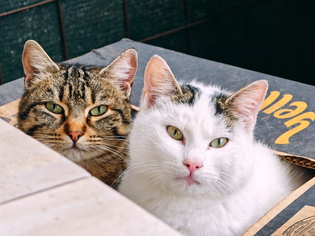 Cat relaxing during boarding at PawPlex