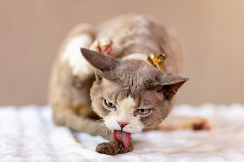 Cat grooming services at PawPlex